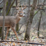 Whitetail Hunts