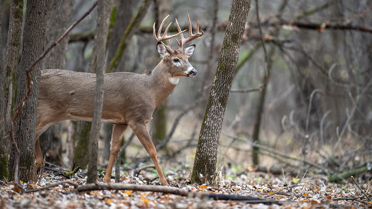 Why Whitetail Hunts are Harder than Acing the SATs