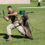 Top Dog K9 Training Academy CO