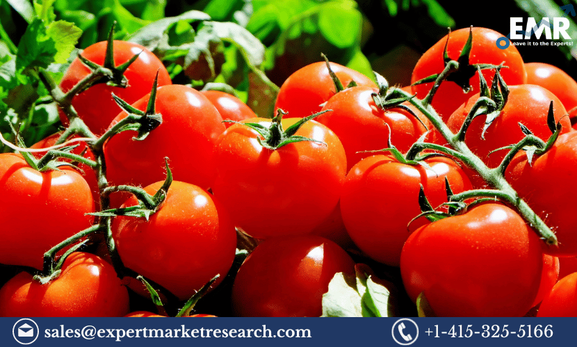 North America Tomato Market Share, Size, Growth, Key Players, Analysis, Demand, Report, Forecast 2023-2028