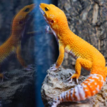 Bearded dragon tank