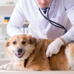 Pet Wellness Care Kentucky