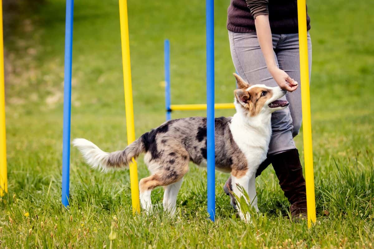 How to Choose the Best Dog Training School for Agility Course Success