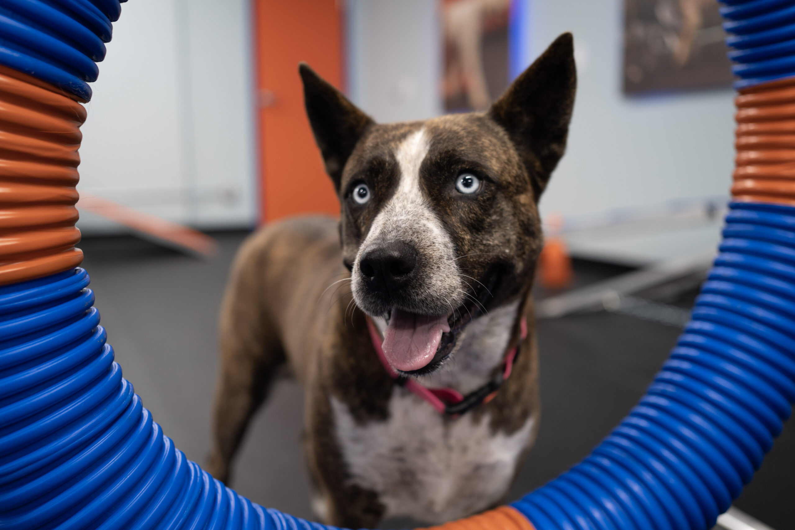 Exploring Popular Dog Trainer Philosophies in Texas: What Works Best for Your Dog?