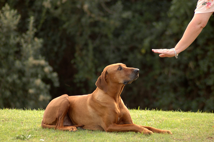 How Early Training Sets the Stage for Lifelong Obedience in Adult Dogs