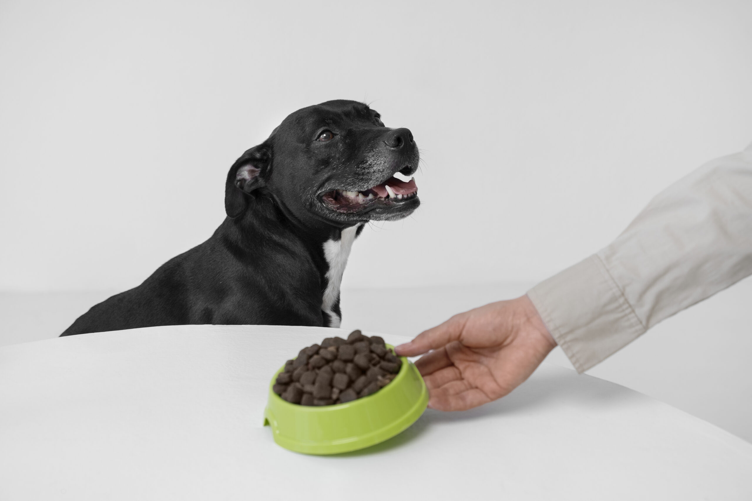 Top Dog Training Tips in Texas: How the Right Diet Can Impact Your Dog’s learning